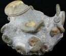 Scottish Ammonite (Brasila) Cluster, Specimens - Isle of Skye #31028-2